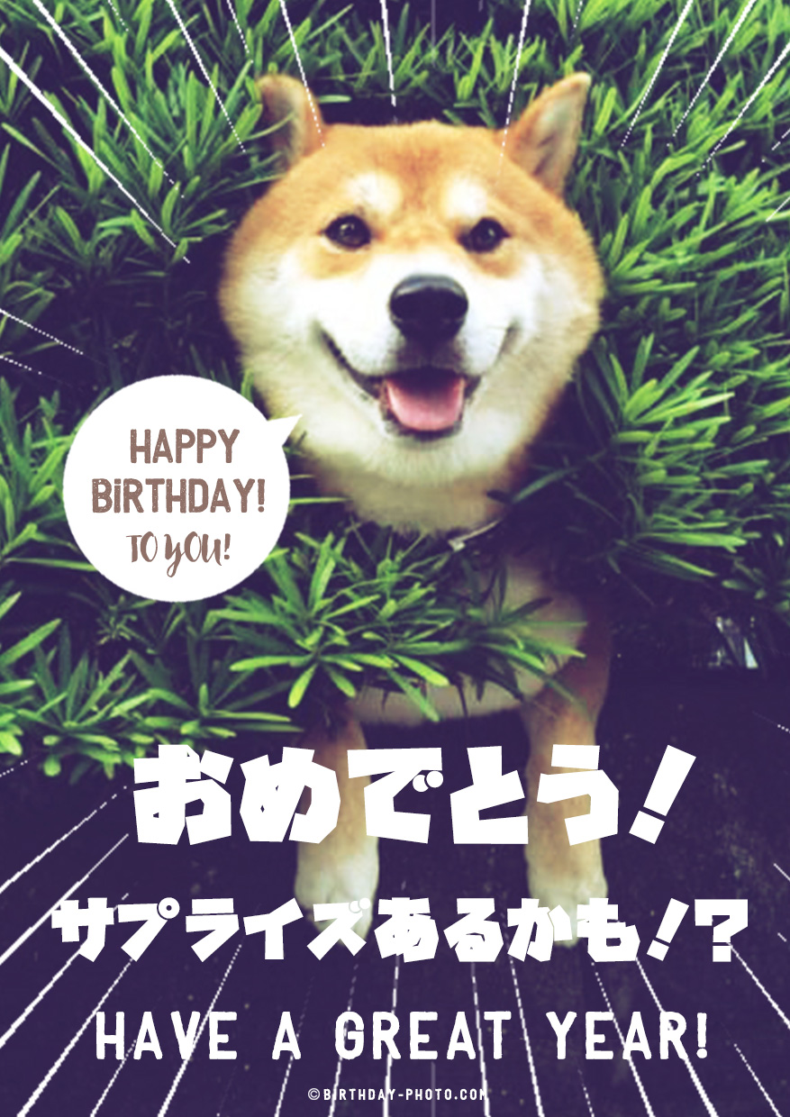 柴犬のおまぬけ可愛いお誕生日おめでとう画像