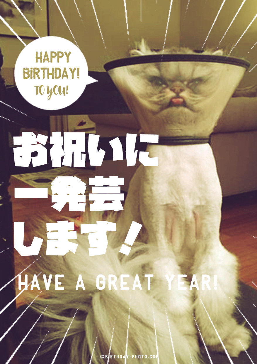 猫の可愛い変顔のお誕生日おめでとう画像
