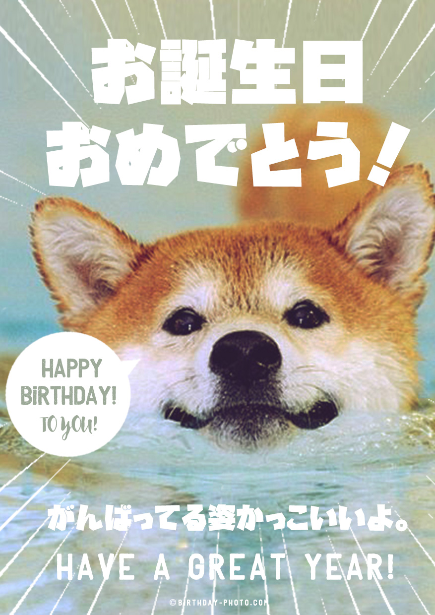 柴犬の表情が可愛すぎ！お誕生日おめでとう画像