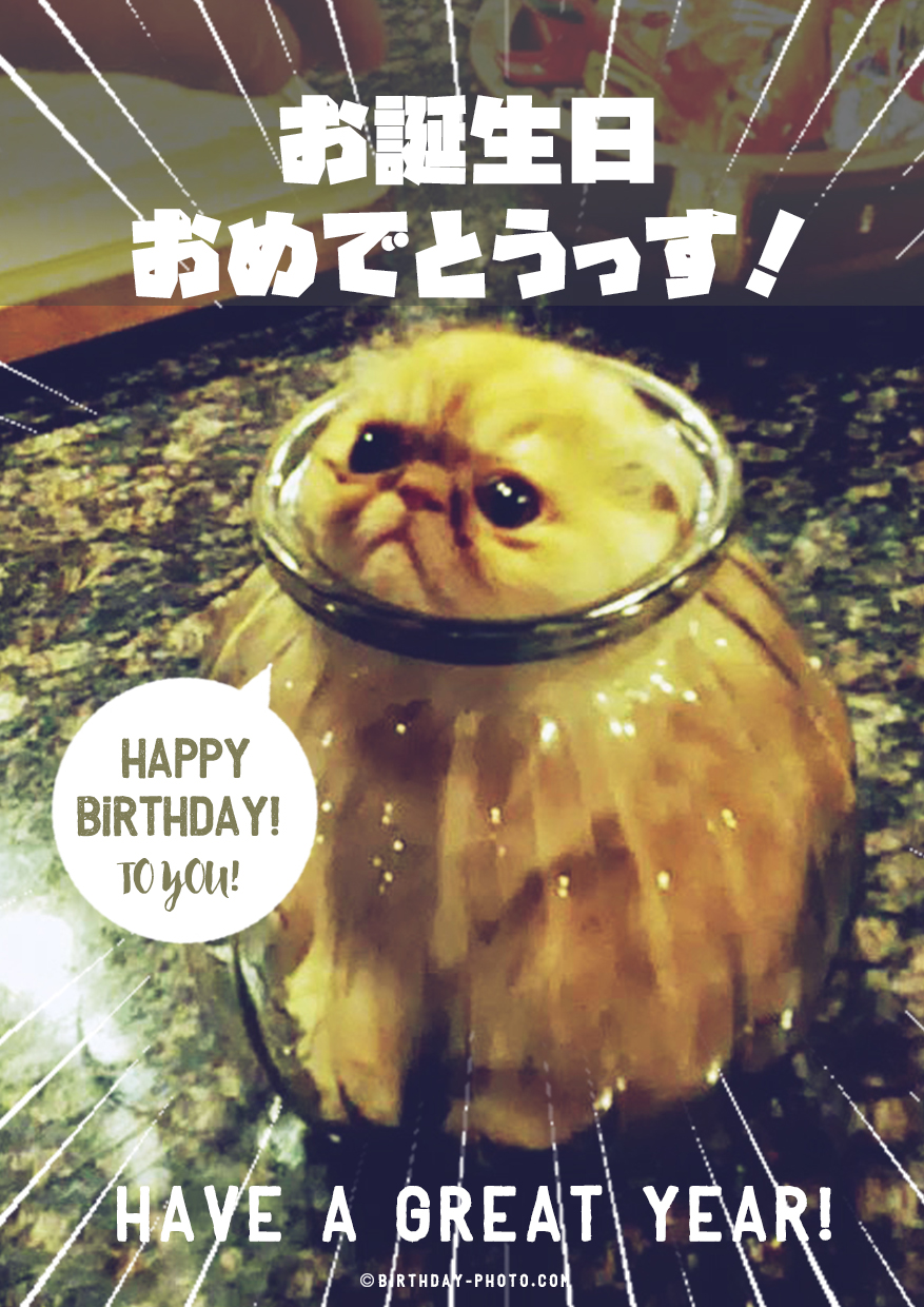愛らしくておまぬけな猫ちゃんのお誕生日画像