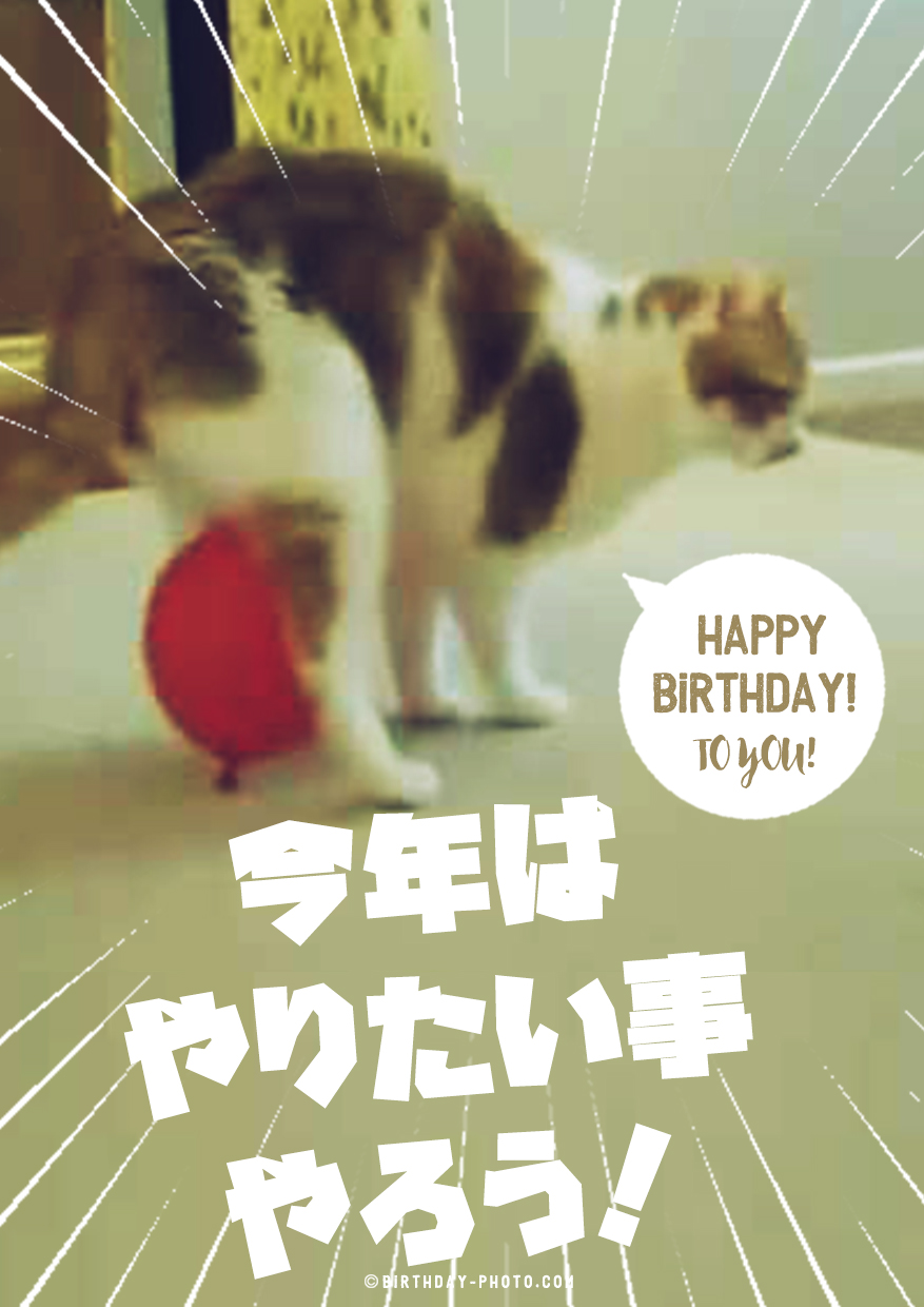 お誕生日に一発芸をする可愛い猫の画像