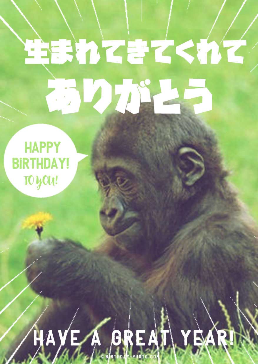 動物のおもしろい画像で祝うお誕生日メール