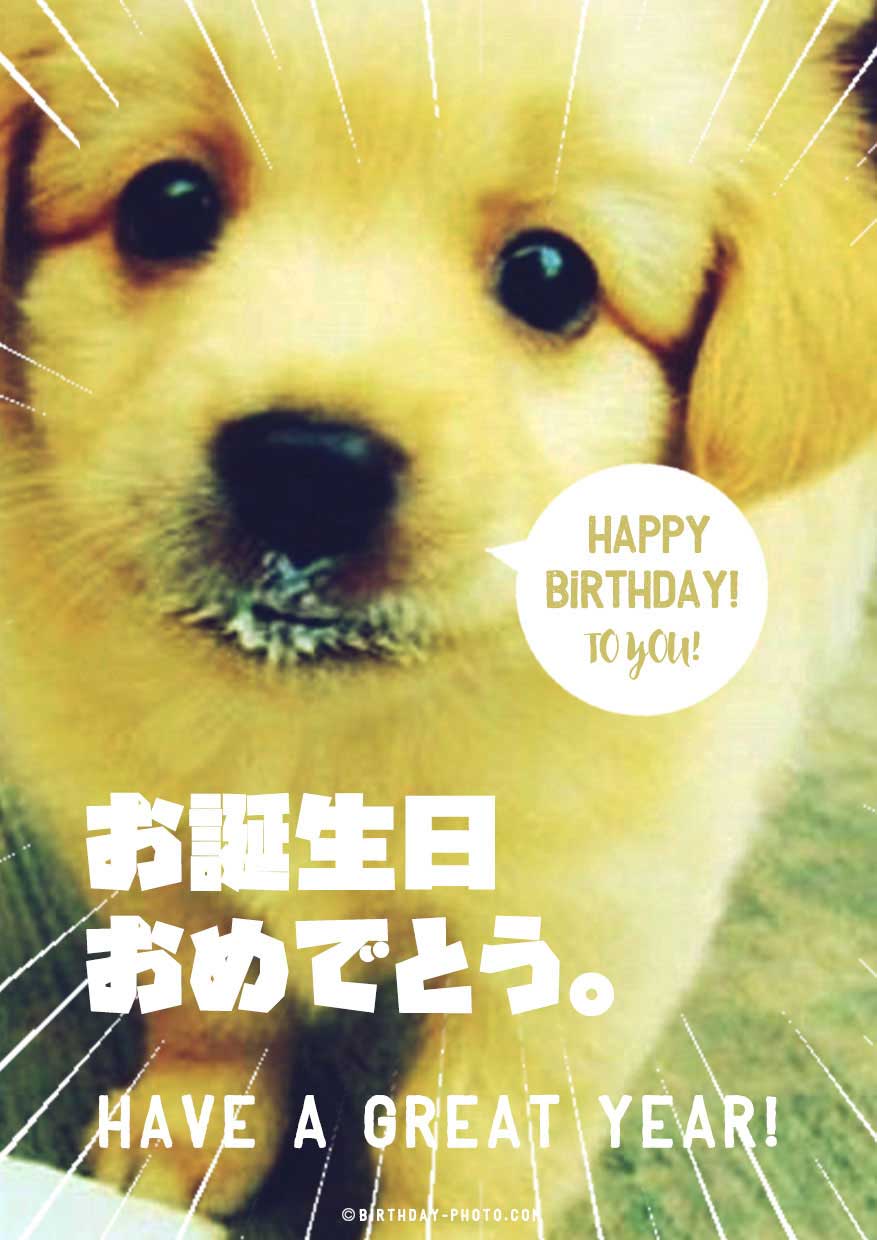 笑える動物おもしろ画像でお誕生日メールをおくろう