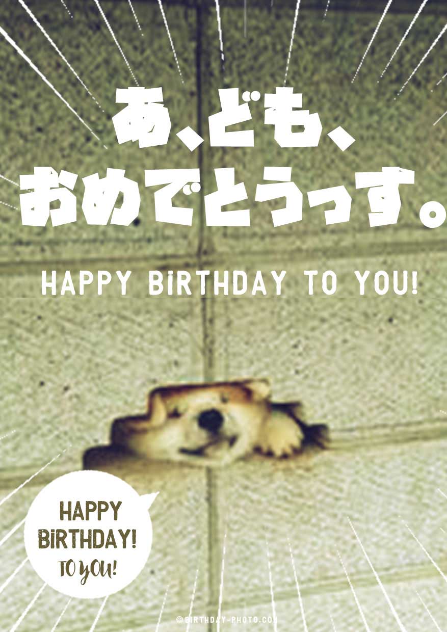 動物画像無料 トップ100誕生 日 メッセージ カード 面白い
