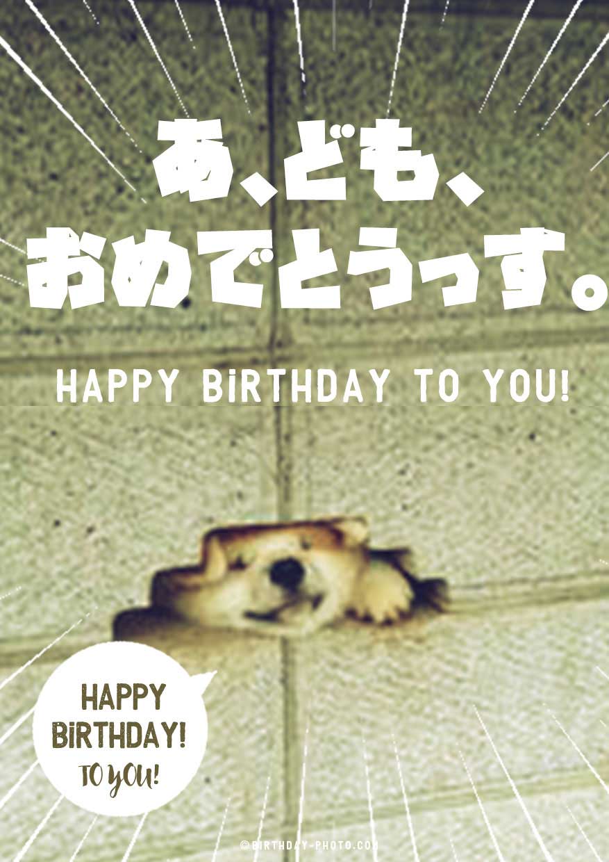 おもしろ可愛い犬猫のお祝い画像でお誕生日メールを送ろう