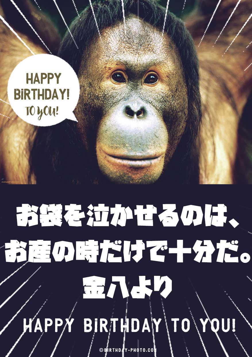 笑える動物おもしろ画像でお誕生日メールをおくろう