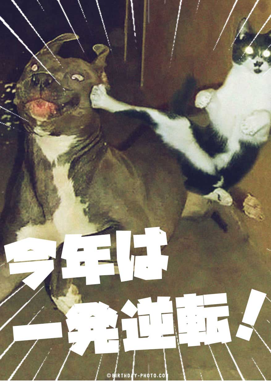 面白すぎる動物達からのお誕生日メッセージ画像